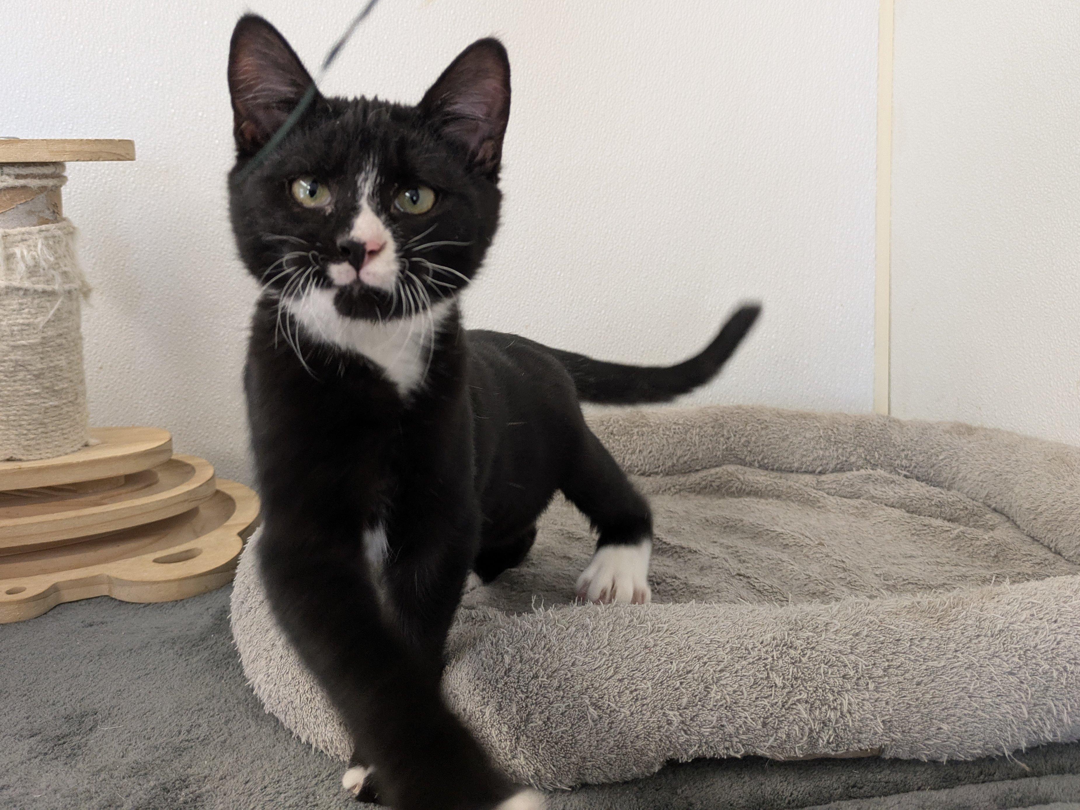 Twix, an adoptable Tuxedo, Domestic Short Hair in Republic, WA, 99166 | Photo Image 5