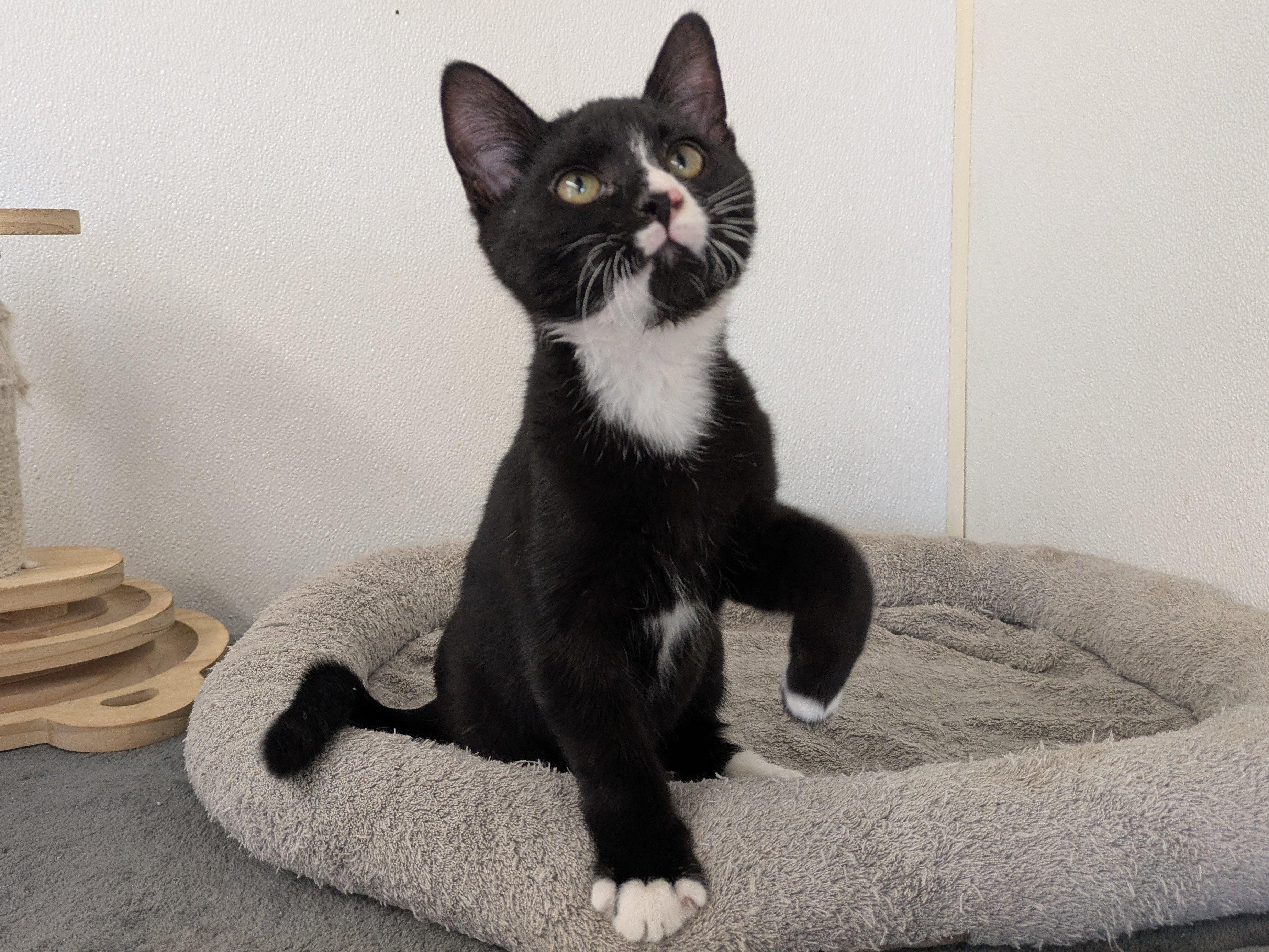 Twix, an adoptable Tuxedo, Domestic Short Hair in Republic, WA, 99166 | Photo Image 3