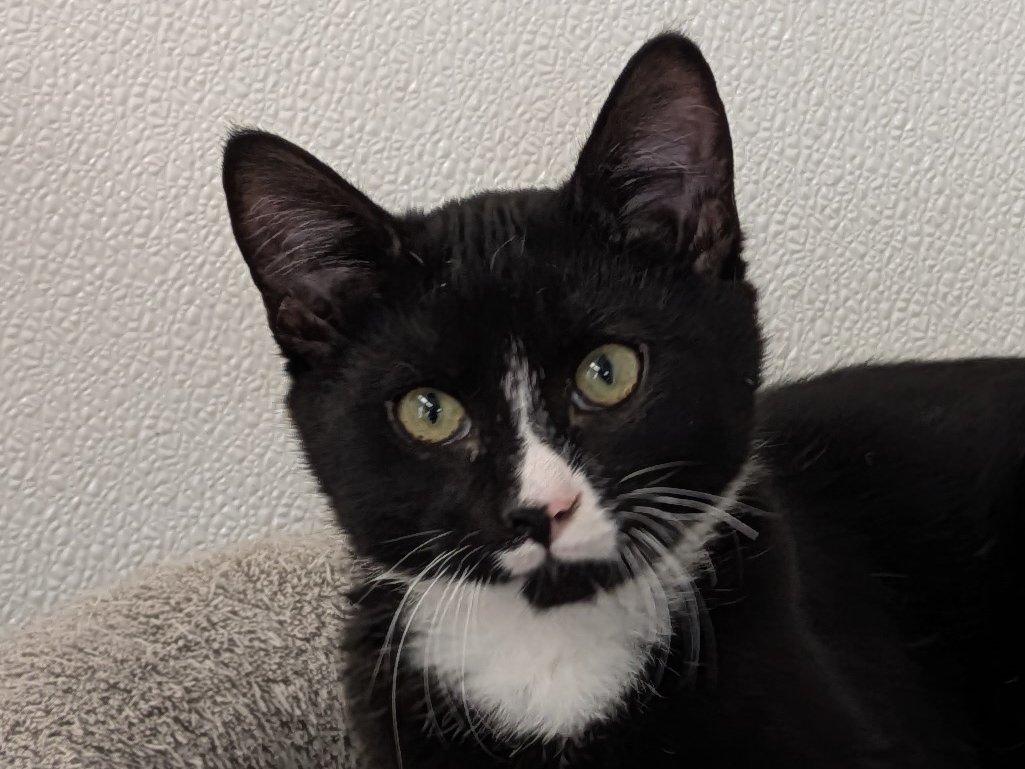 Twix, an adoptable Tuxedo, Domestic Short Hair in Republic, WA, 99166 | Photo Image 1