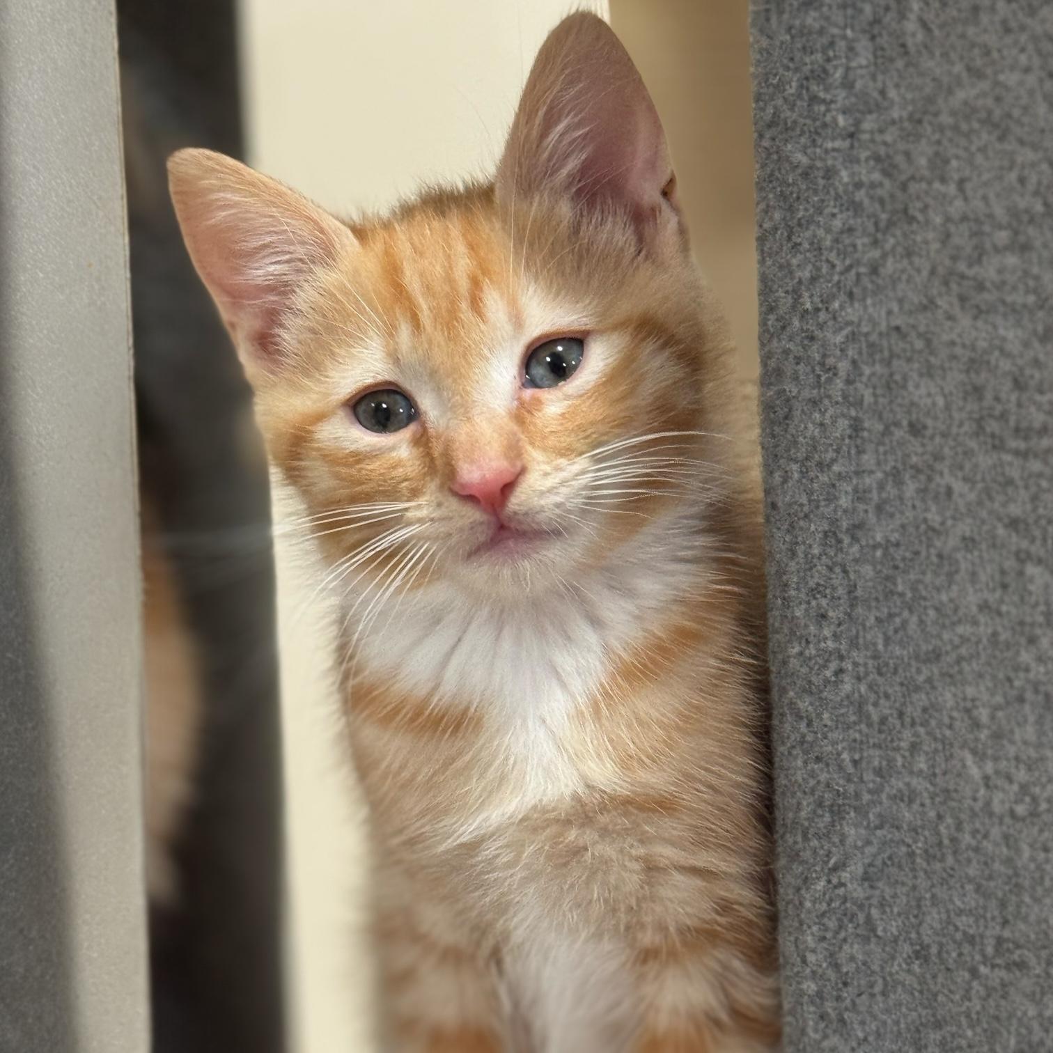 Finn, Baby Male Domestic Short Hair