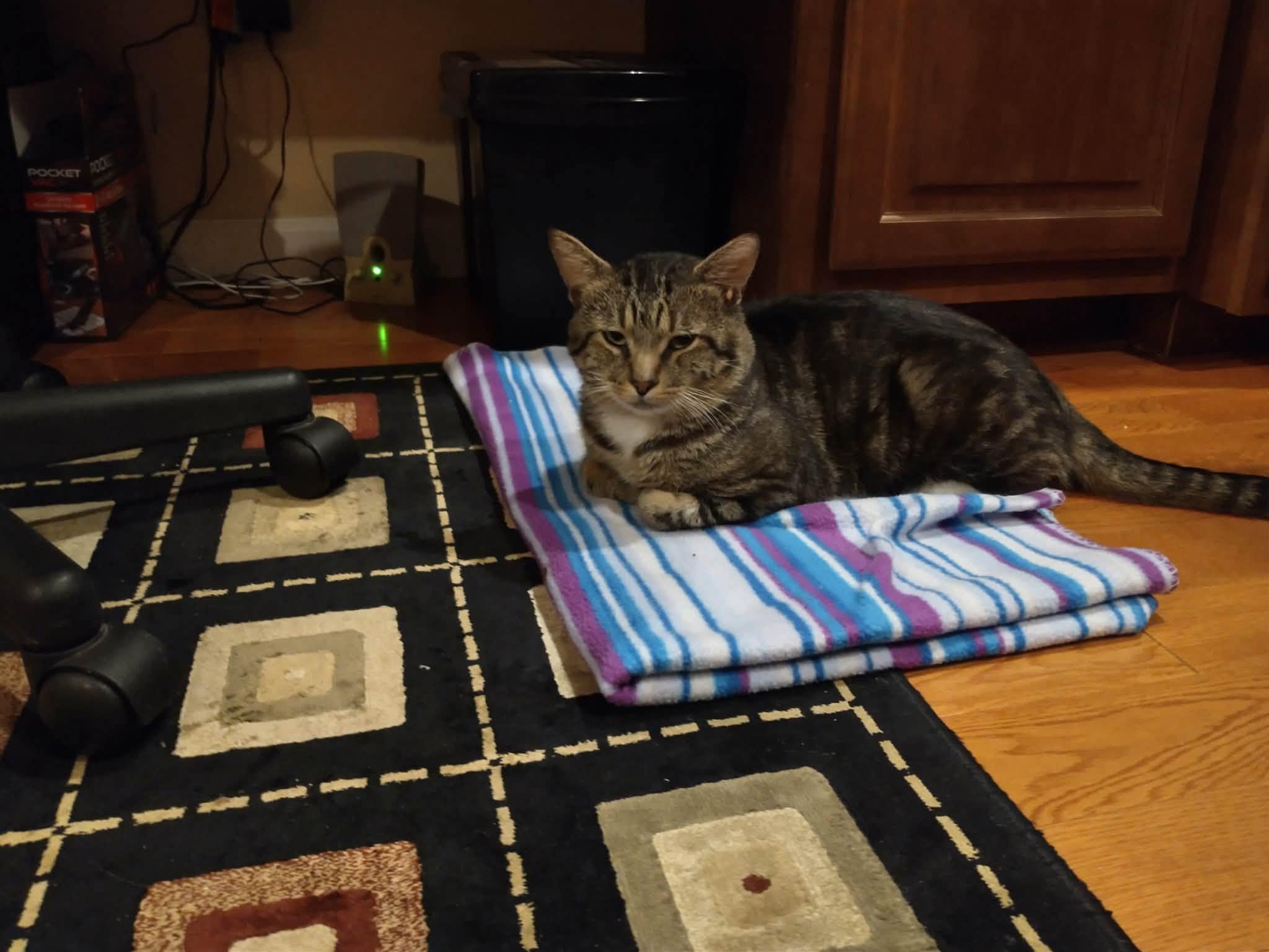 Enlarge Leaf, a Adoptable Domestic Short Hair in Enfield, CT image 1/4