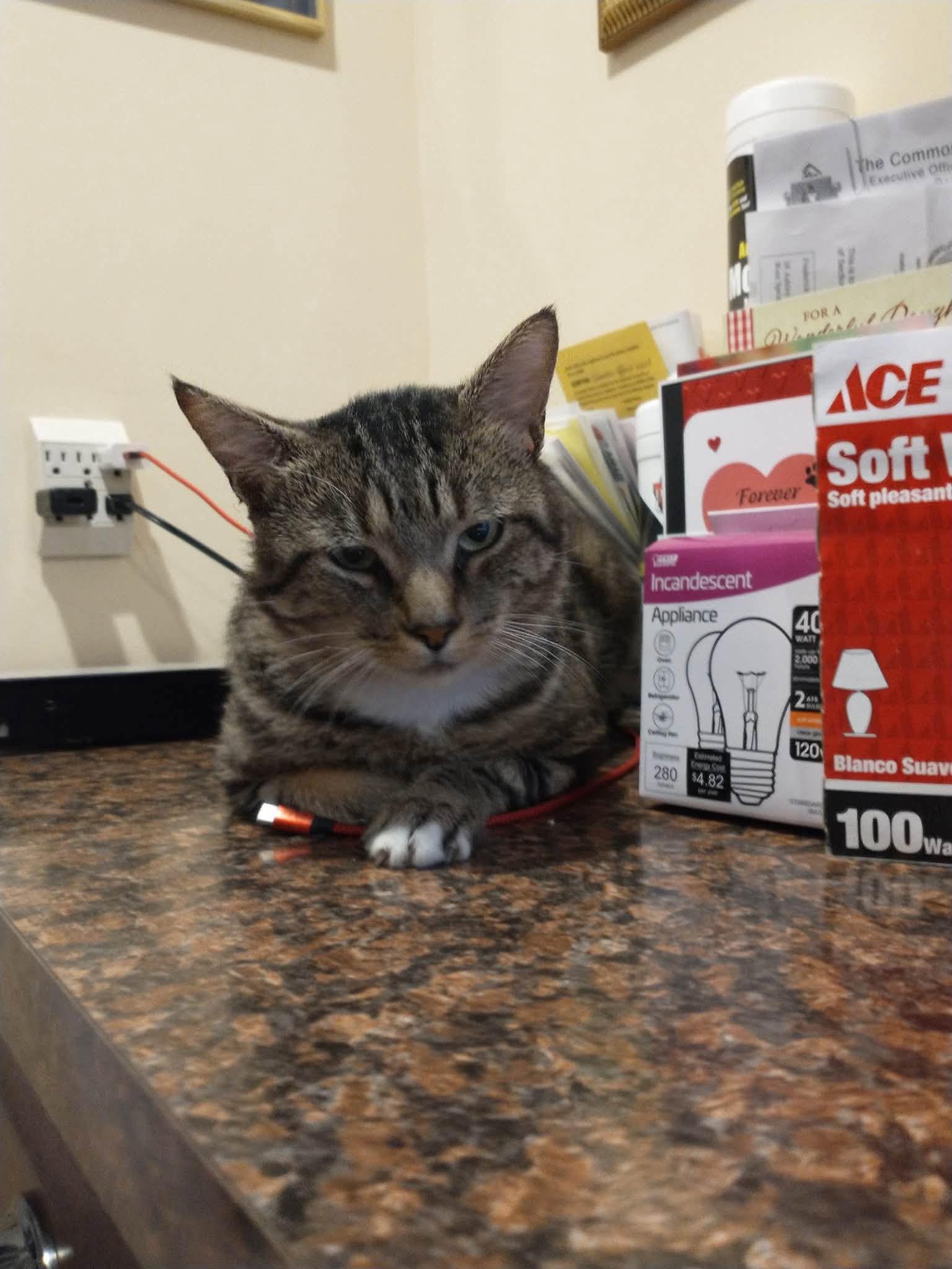 Enlarge Leaf, a Adoptable Domestic Short Hair in Enfield, CT image 2/4