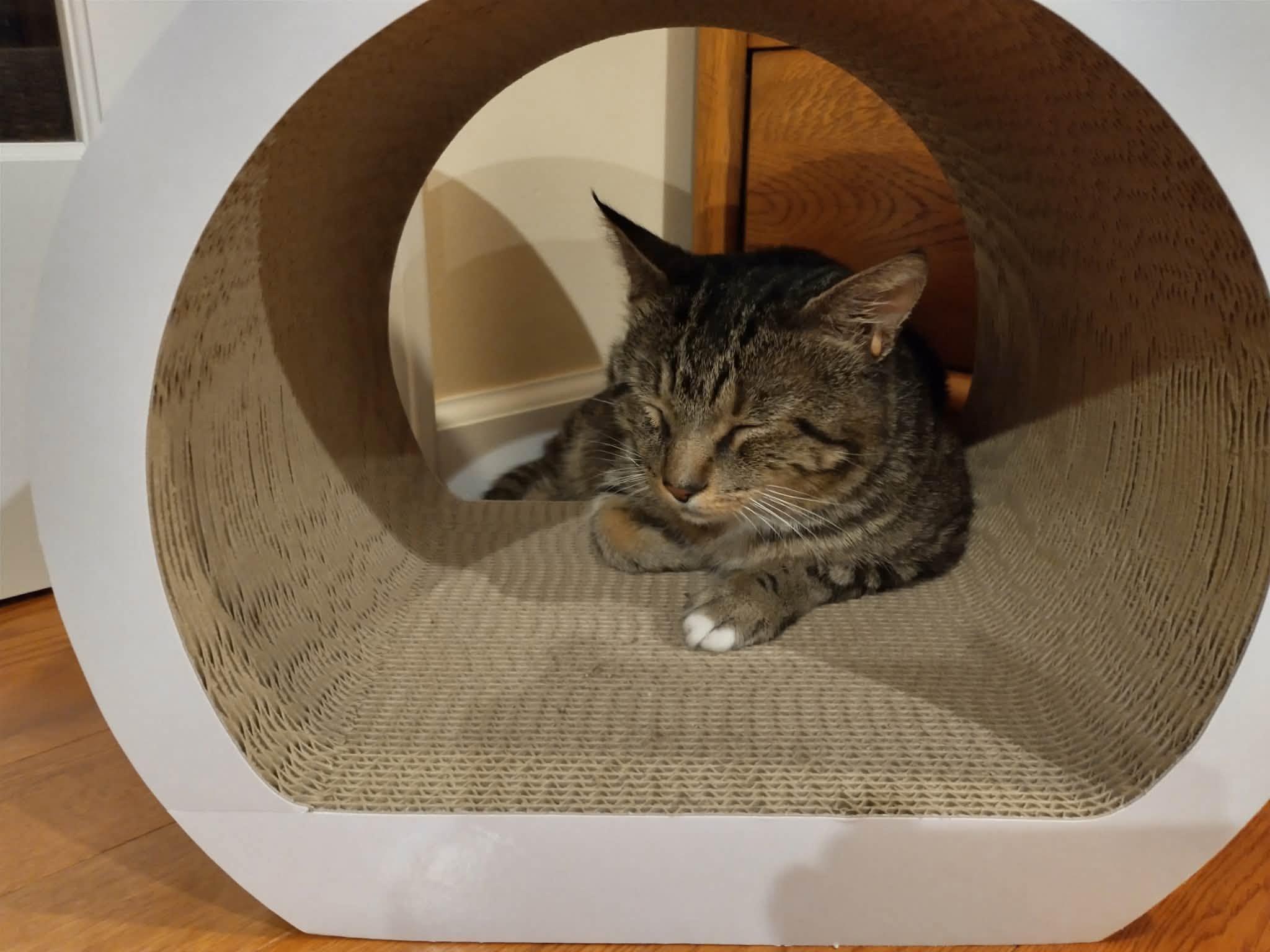 Enlarge Leaf, a Adoptable Domestic Short Hair in Enfield, CT image 4/4