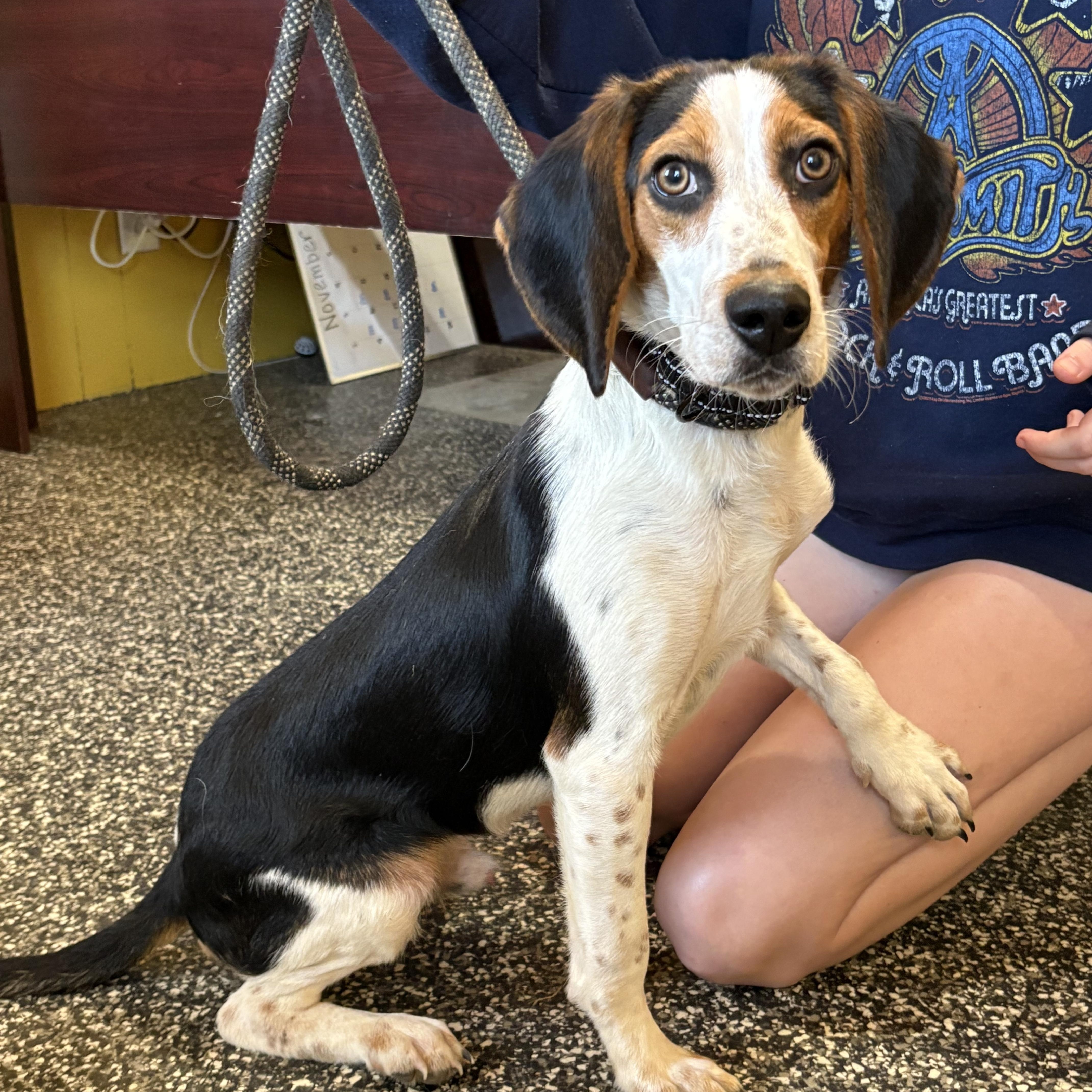 Ichabod, an adoptable Beagle in McKenzie, TN image 1/2