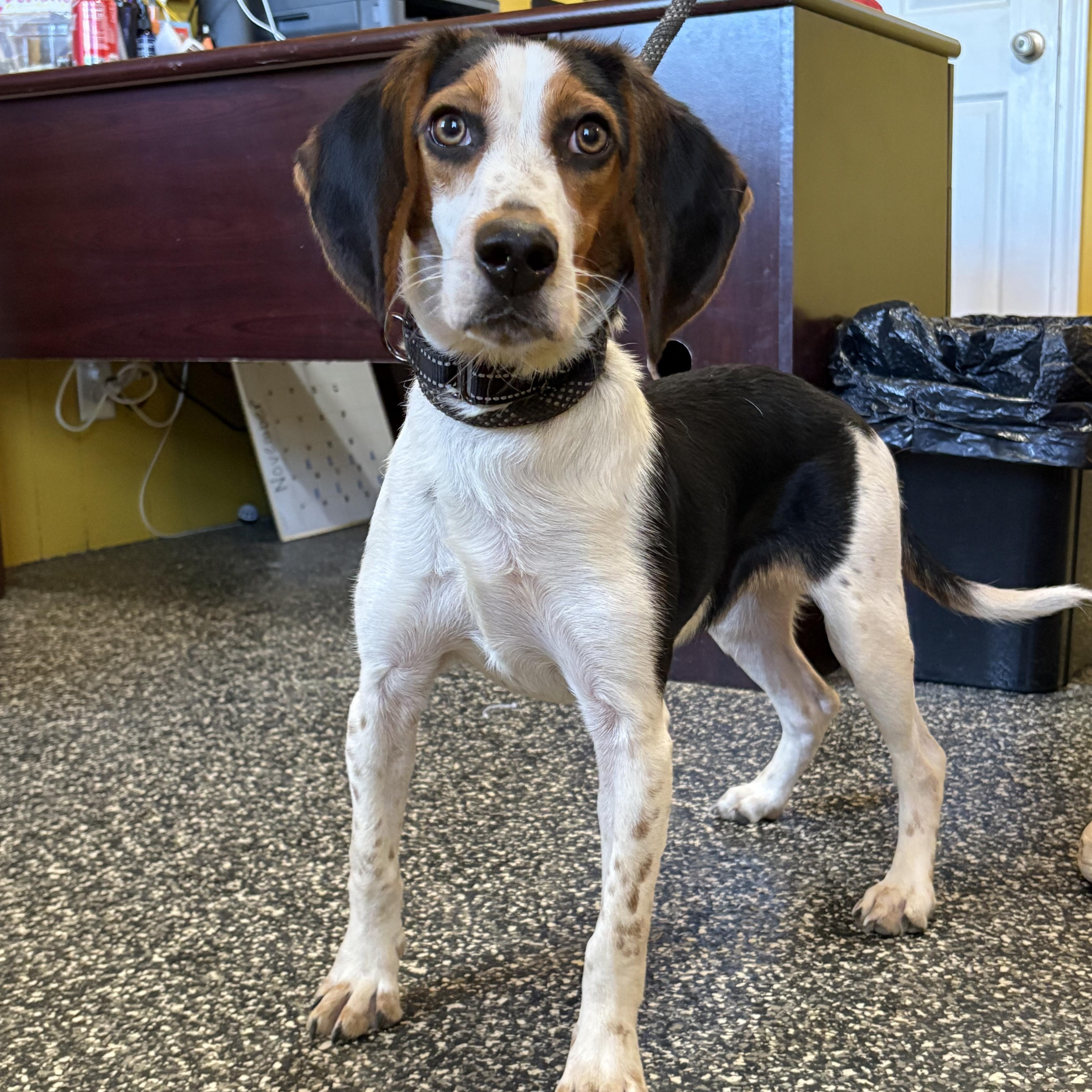 Ichabod, an adoptable Beagle in McKenzie, TN image 2/2