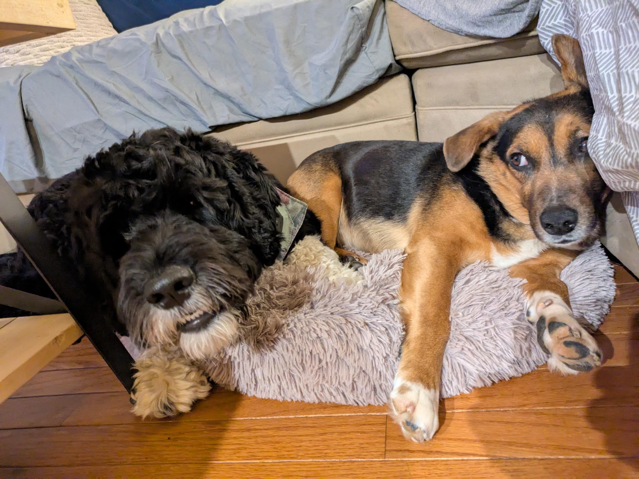 Major, a Adoptable mixed breed in Columbia, MD image 5/5