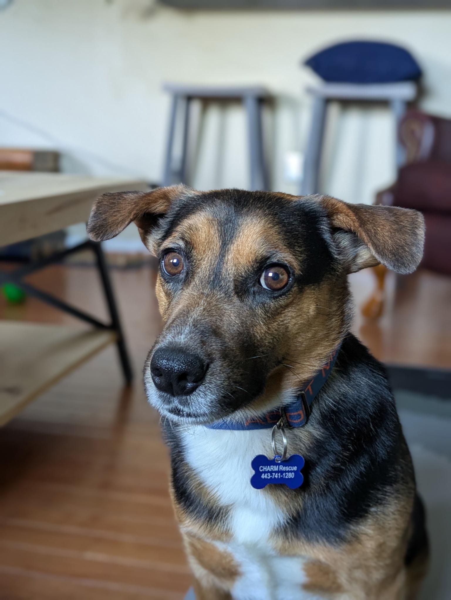 Major, Adoptable, Young Male Hound.