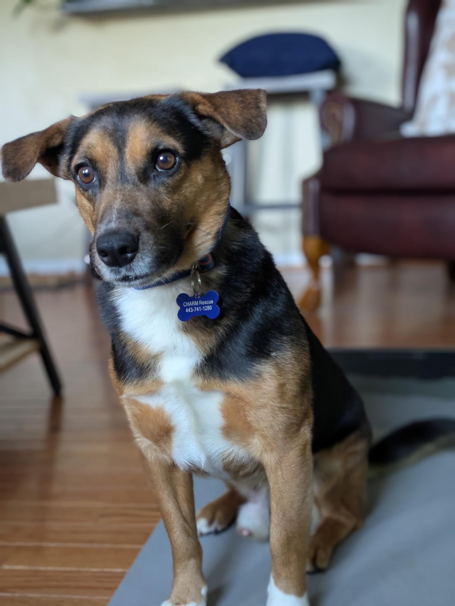 Major, a Adoptable mixed breed in Columbia, MD image 2/5