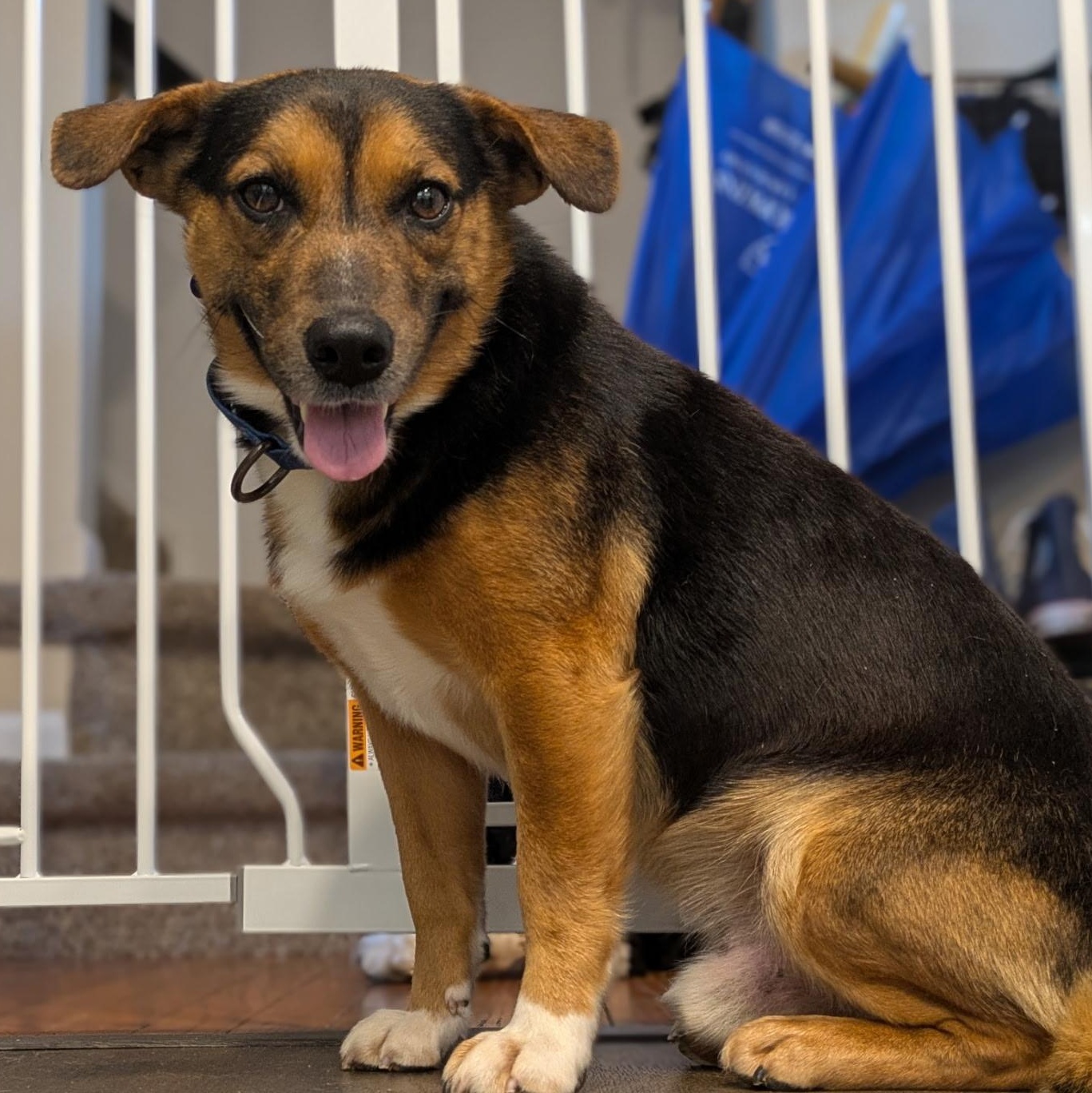 Major, a Adoptable mixed breed in Columbia, MD image 3/5