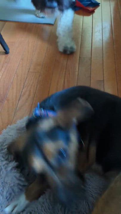 Enlarge Major, a Adoptable mixed breed in Columbia, MD video 4/5