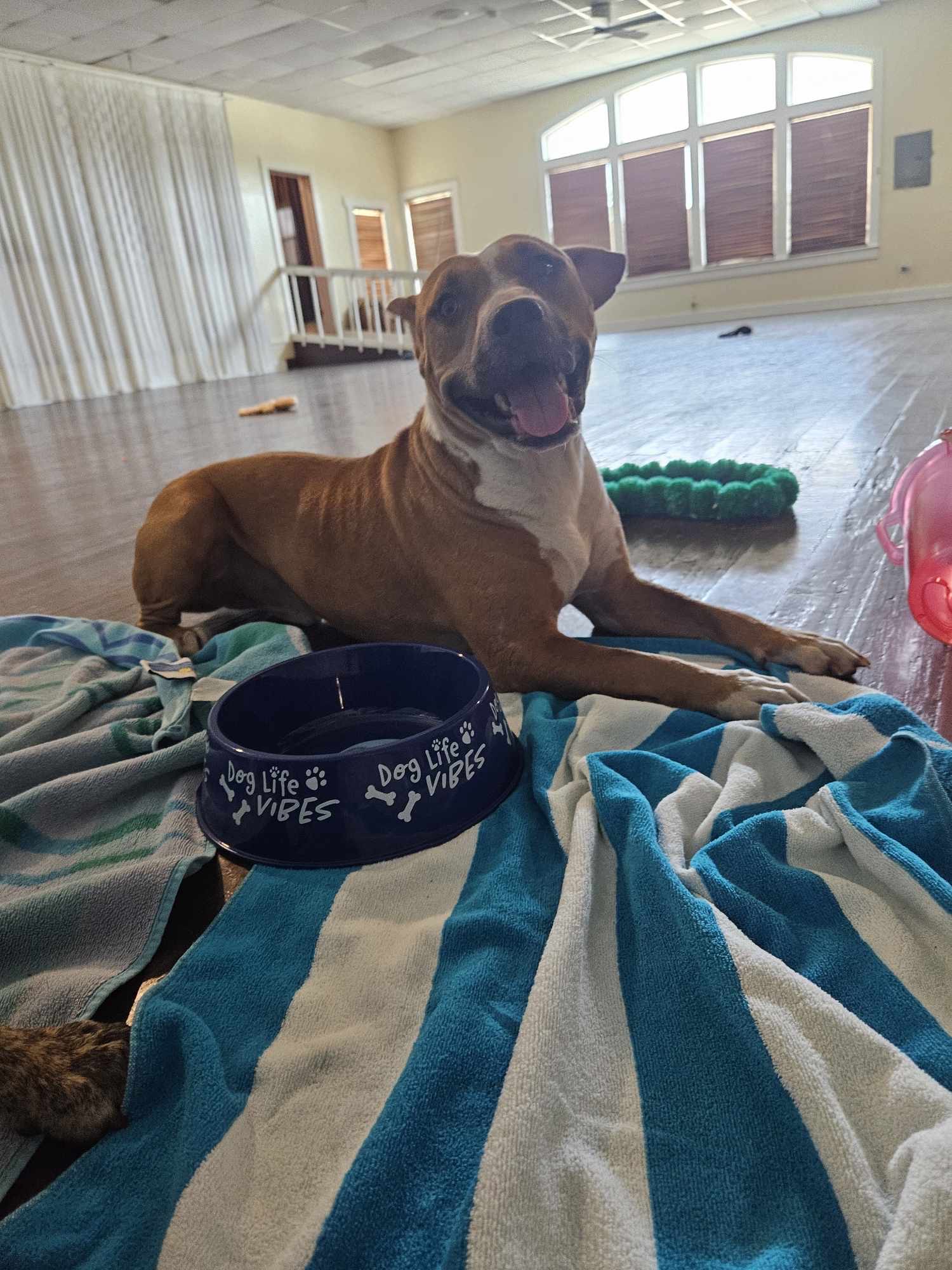 Enlarge Dozer, a Adoptable American Staffordshire Terrier in New Haven, CT image 5/5