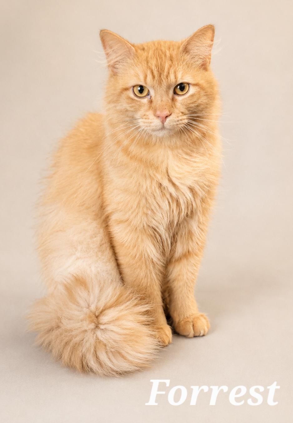 Forrest, ADOPTABLE, Young Male Tabby.