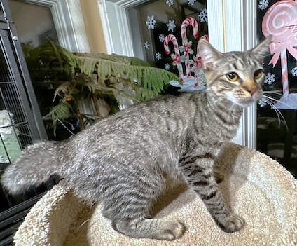 Enlarge ROCKIN' ROCKFORD!, a Adoptable mixed breed in Danbury, CT image 3/6