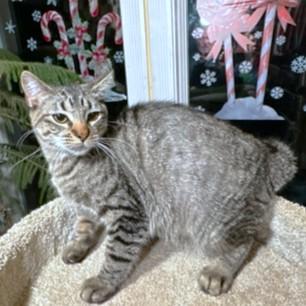 Enlarge ROCKIN' ROCKFORD!, a Adoptable mixed breed in Danbury, CT image 4/6