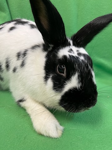 Buttercup, Adult Female Bunny Rabbit