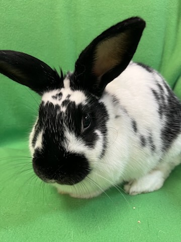 Enlarge Buttercup, a Adoptable mixed breed in Haltom City, TX image 3/4