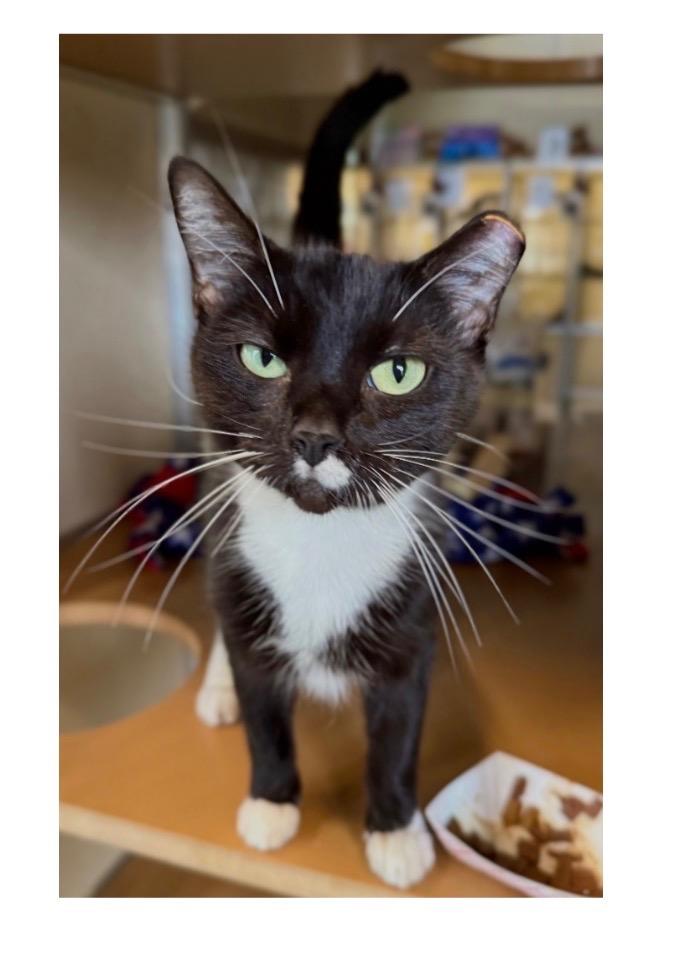 Melba, Adoptable, Young Female Domestic Short Hair.