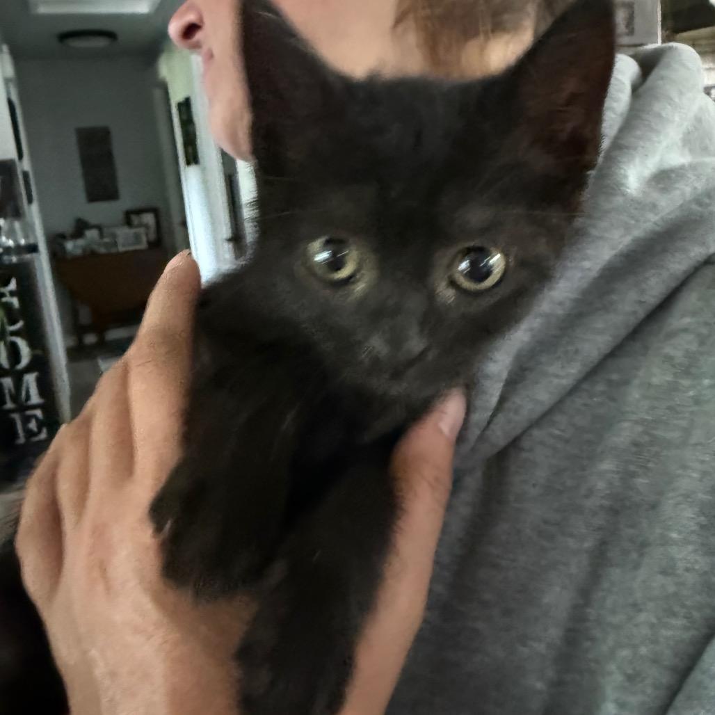 Enlarge Taz, a Adoptable Domestic Short Hair in Ferndale, WA image 1/2