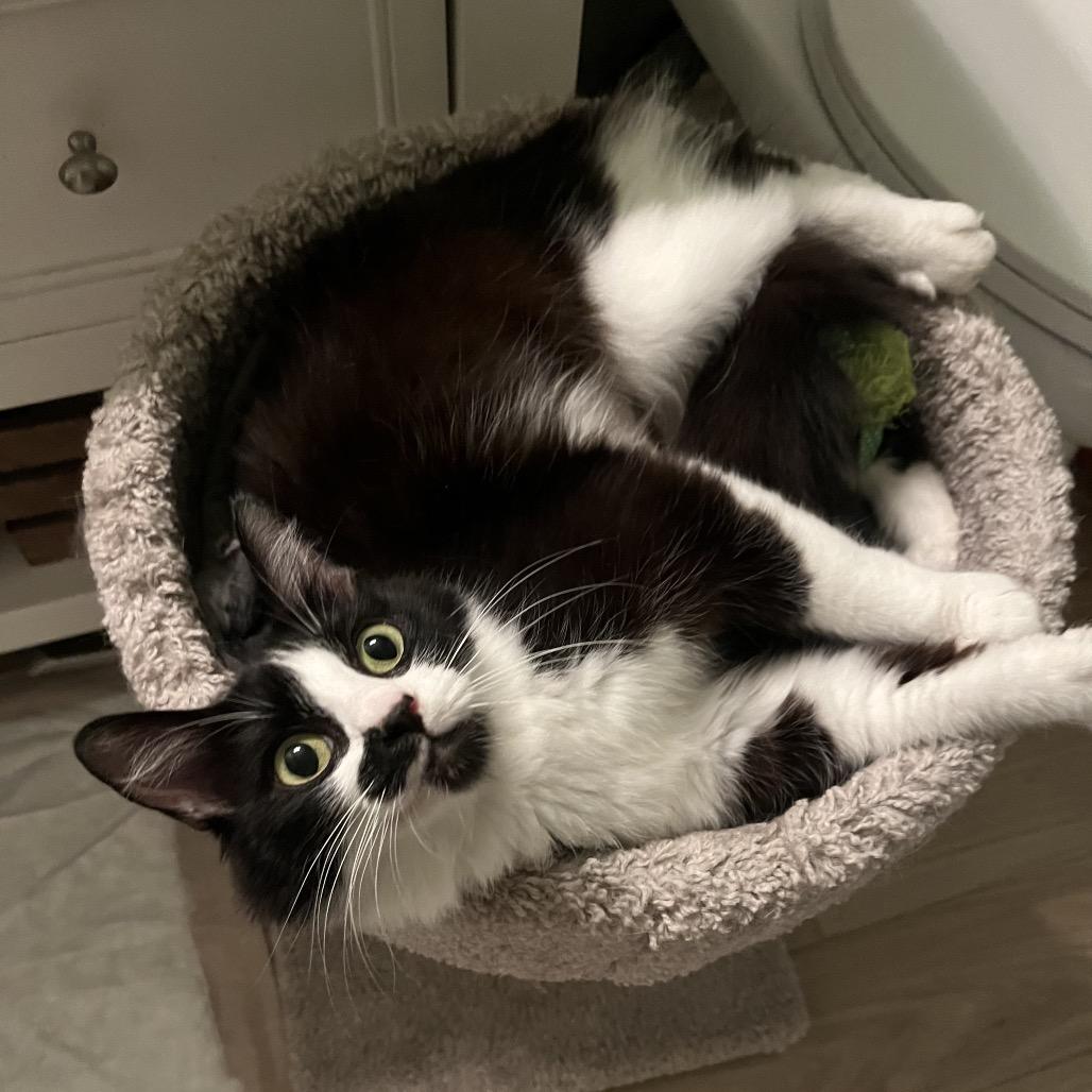 Flowers, Adoptable, Young Female Domestic Medium Hair.