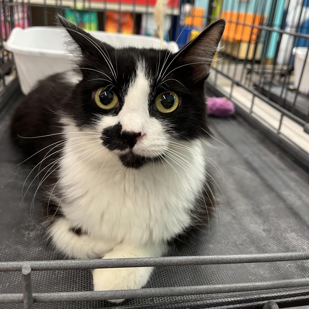 Enlarge Flowers, a Adoptable Domestic Medium Hair in Fresno, CA image 2/4