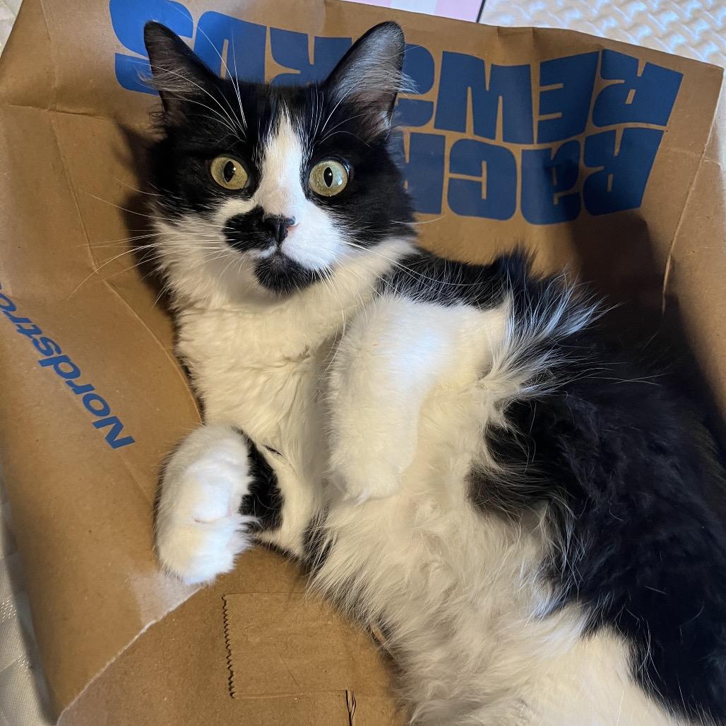 Enlarge Flowers, a Adoptable Domestic Medium Hair in Fresno, CA image 3/4