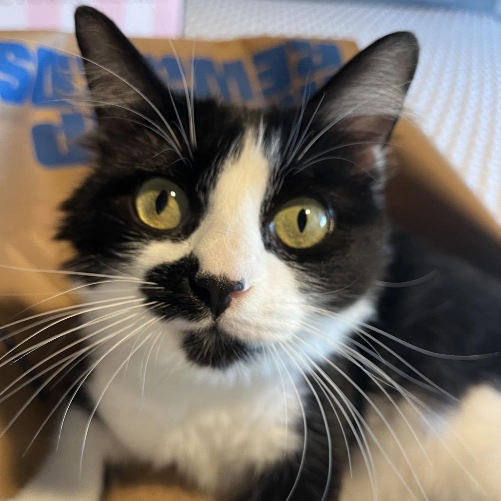 Enlarge Flowers, a Adoptable Domestic Medium Hair in Fresno, CA image 4/4