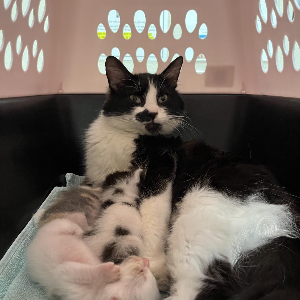 Enlarge Flowers, a Adoptable Domestic Medium Hair in Fresno, CA image 1/1