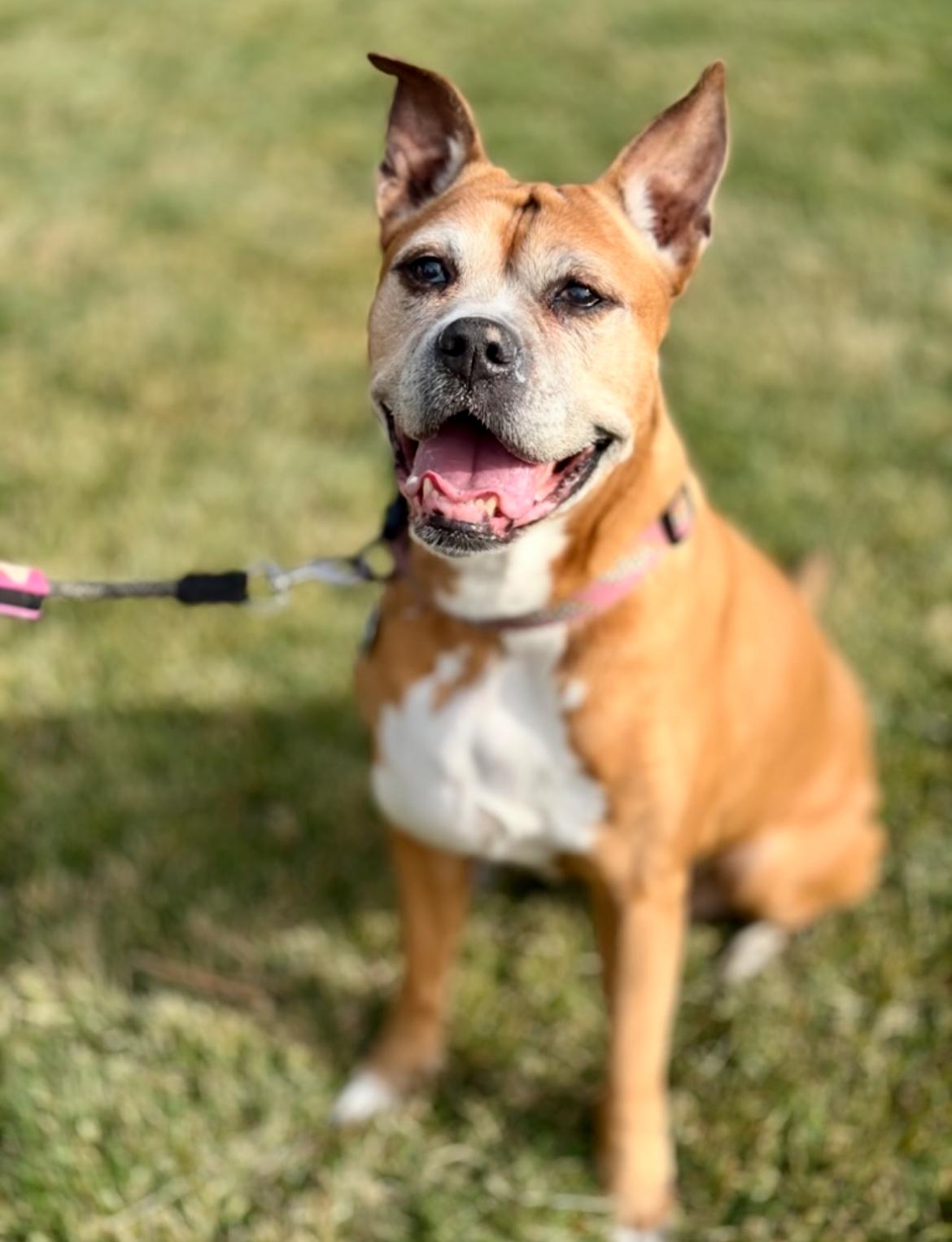 Sugar, Adoptable, Senior Female Boxer.