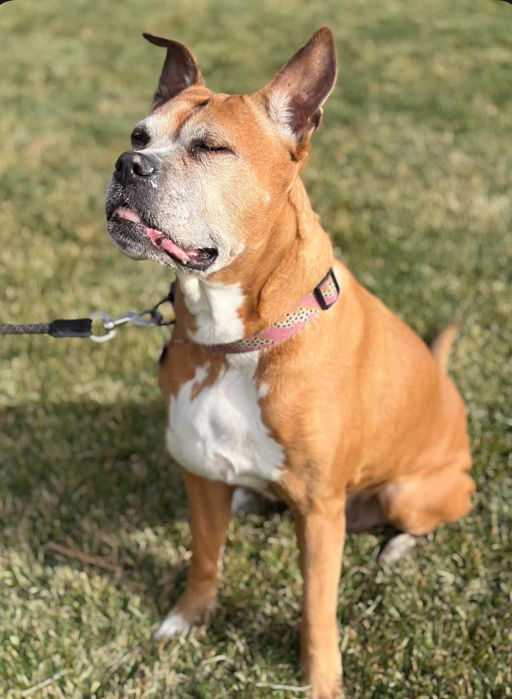 Enlarge Sugar, a Adoptable mixed breed in Powell Butte, OR image 2/6