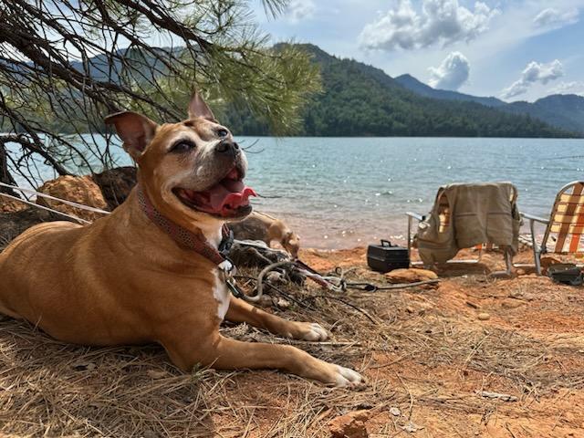 Enlarge Sugar, a Adoptable mixed breed in Powell Butte, OR image 3/6