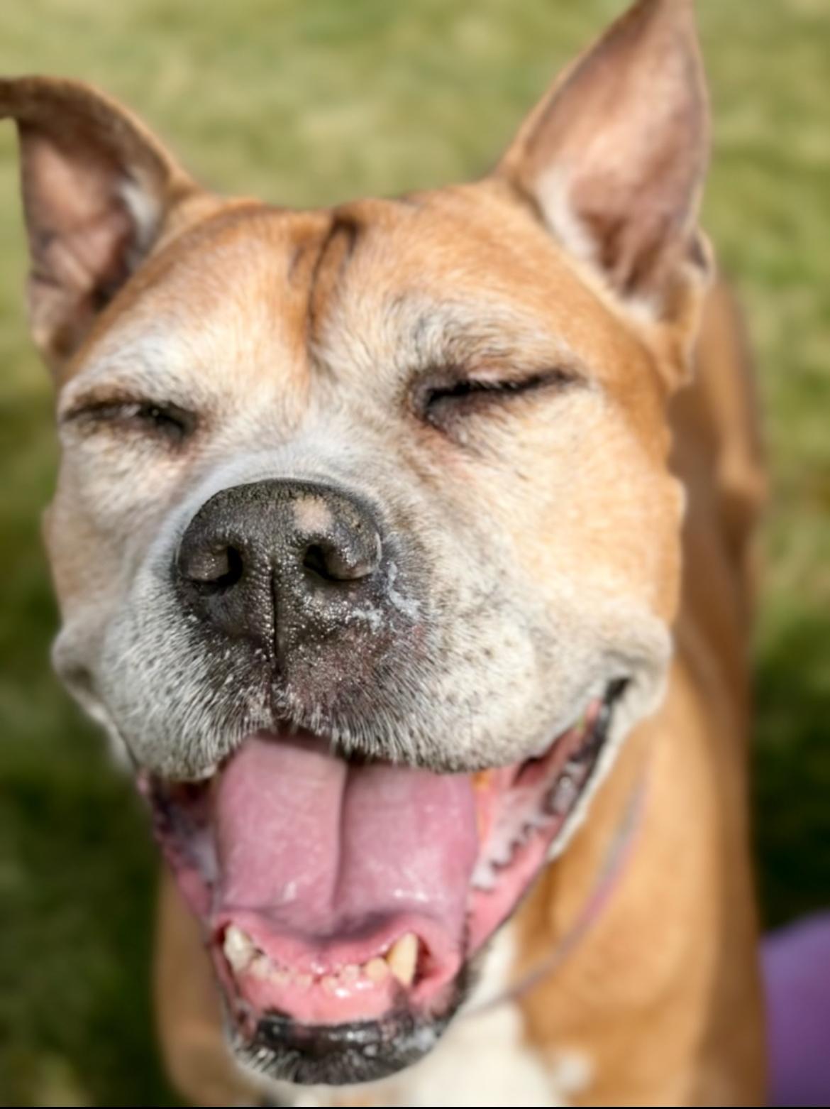 Enlarge Sugar, a Adoptable mixed breed in Powell Butte, OR image 4/6