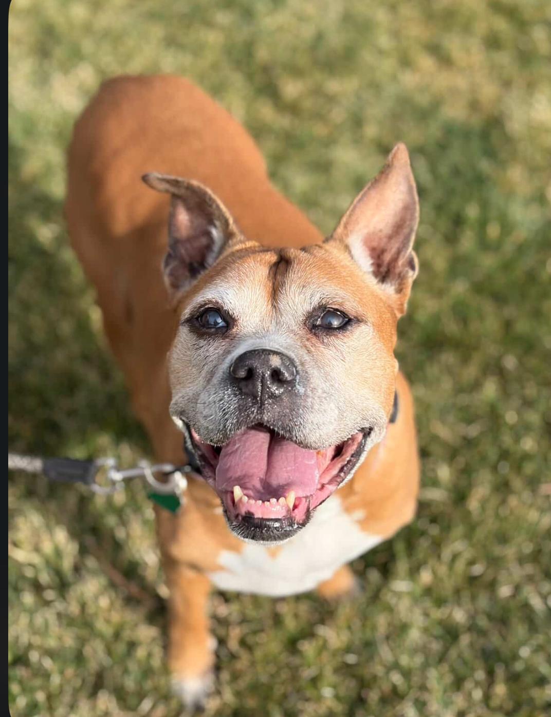Sugar, an adoptable Boxer in Powell Butte, OR, 97753 | Photo Image 6