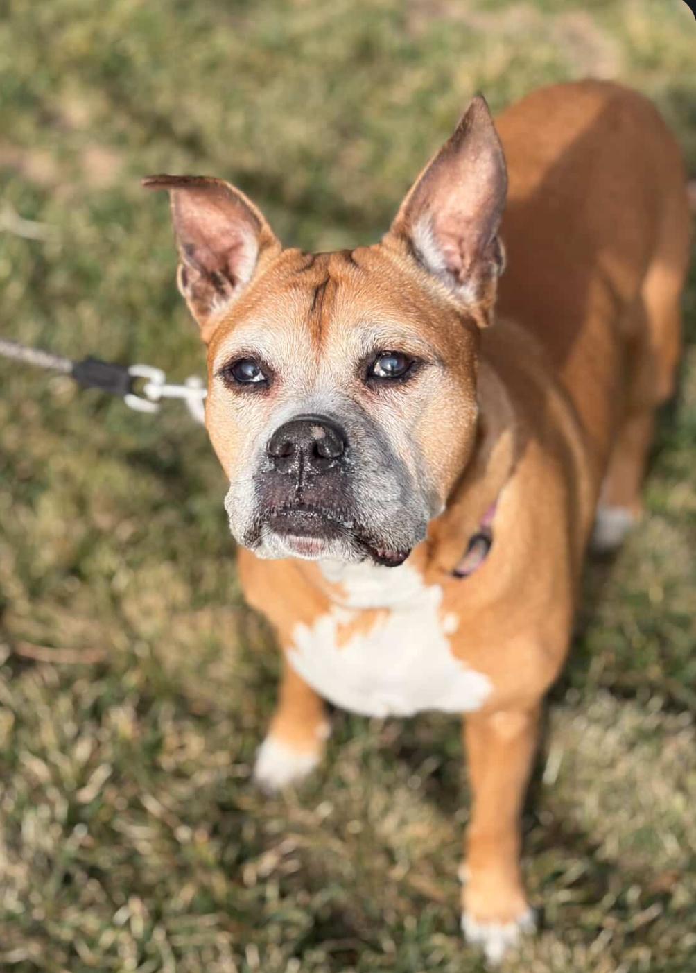 Enlarge Sugar, a Adoptable mixed breed in Powell Butte, OR image 6/6