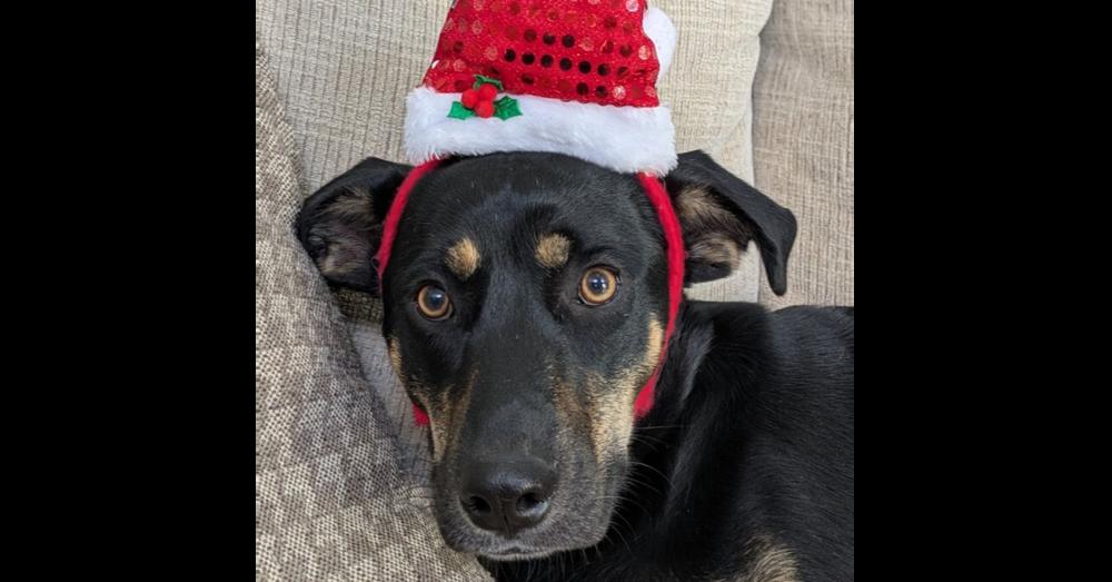 Enlarge Lexi, a Adoptable mixed breed in Youngsville, NC image 2/6