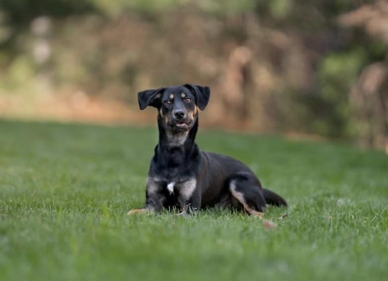 Enlarge Lexi, a Adoptable mixed breed in Youngsville, NC image 3/6