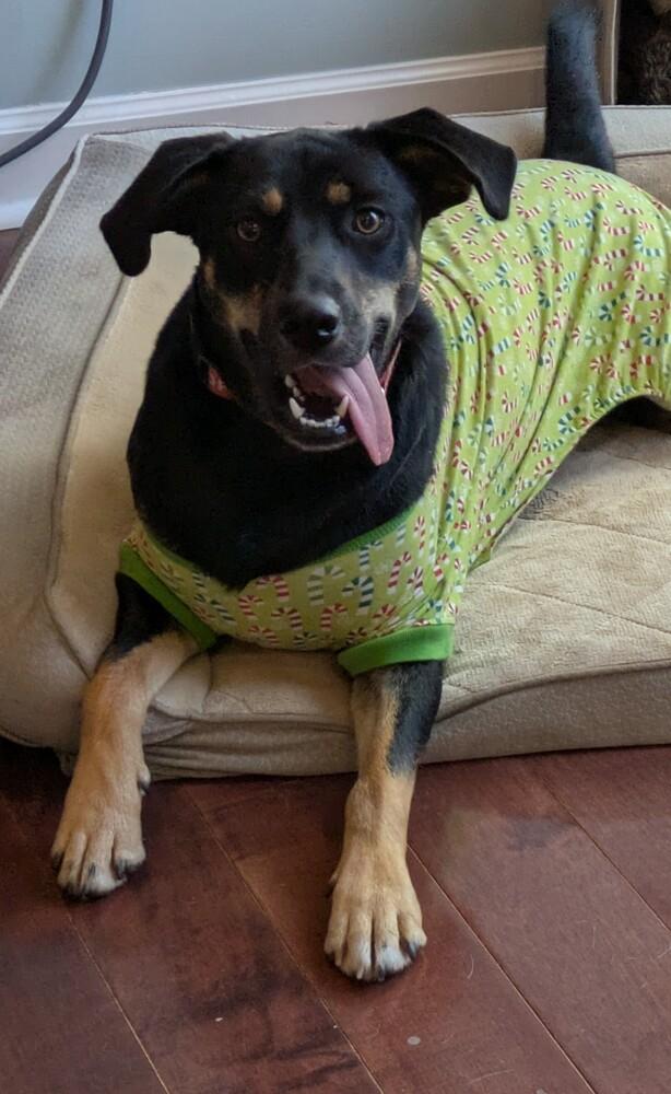 Enlarge Lexi, a Adoptable mixed breed in Youngsville, NC image 4/6