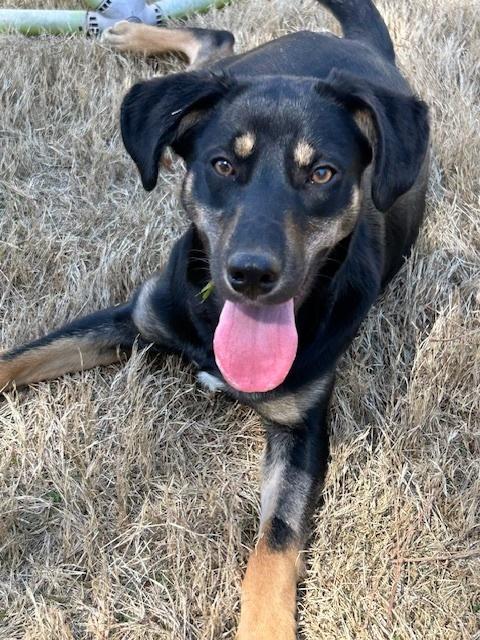 Enlarge Lexi, a Adoptable mixed breed in Youngsville, NC image 5/6