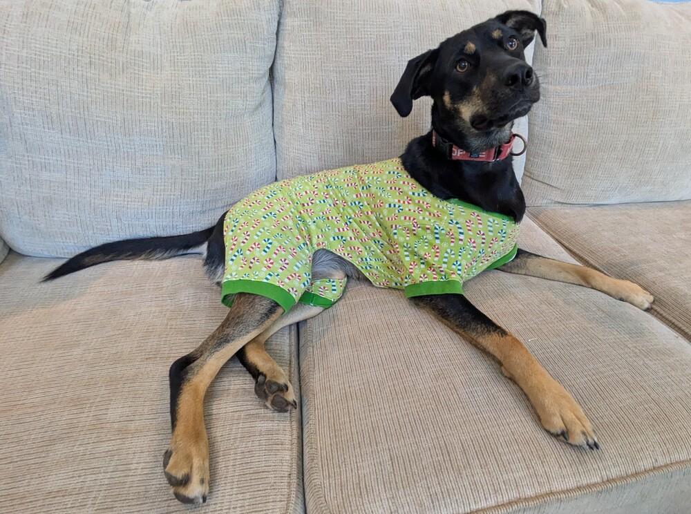 Enlarge Lexi, a Adoptable mixed breed in Youngsville, NC image 6/6