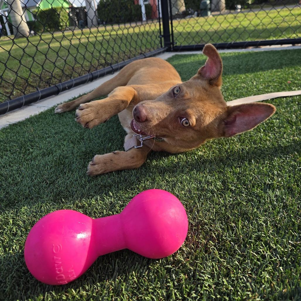 Raburn, Adoptable, Young Male Mixed Breed.