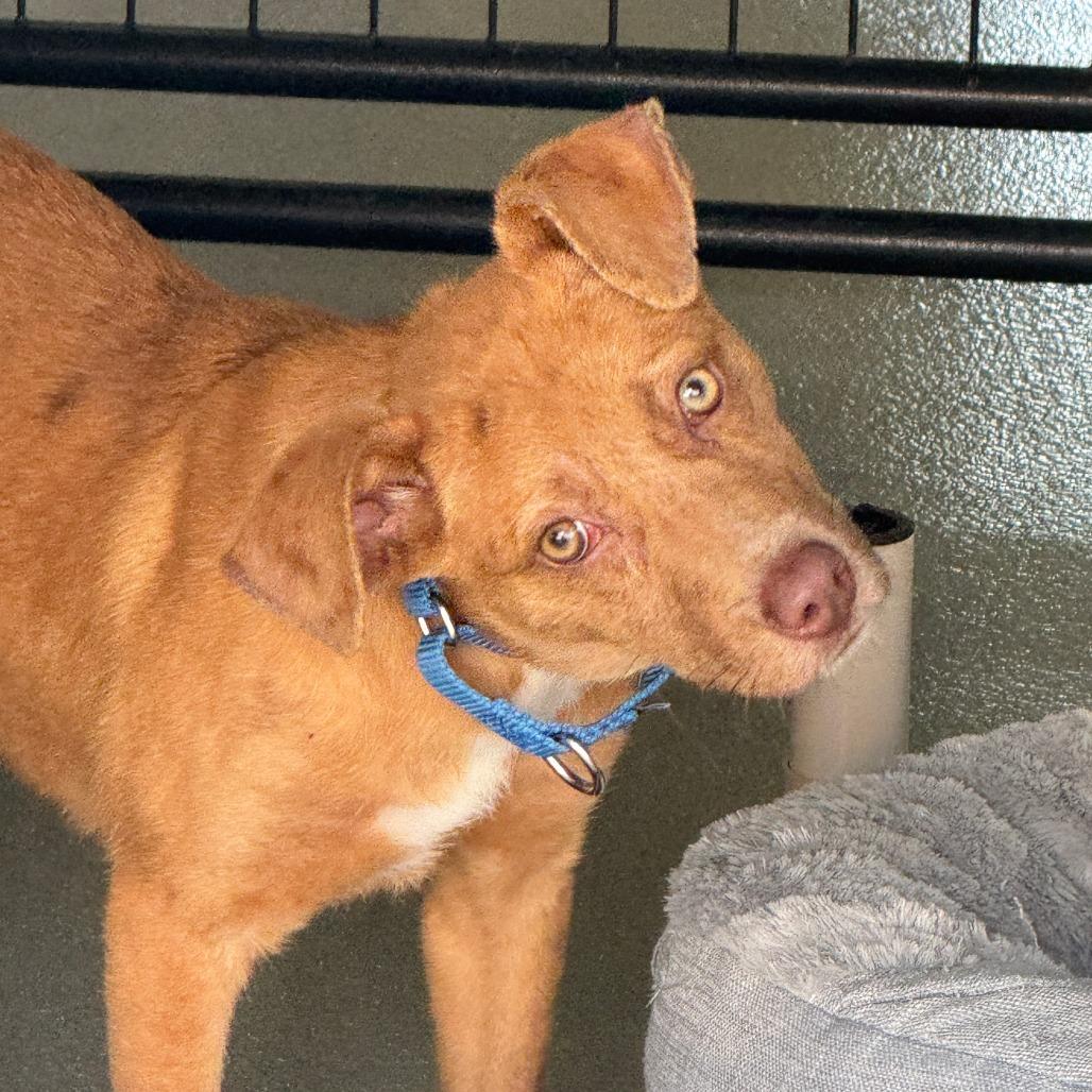 Enlarge Raburn, a Adoptable Mixed Breed in Bradenton, FL image 1/2