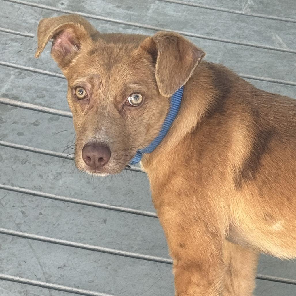 Enlarge Raburn, a Adoptable Mixed Breed in Bradenton, FL image 2/2