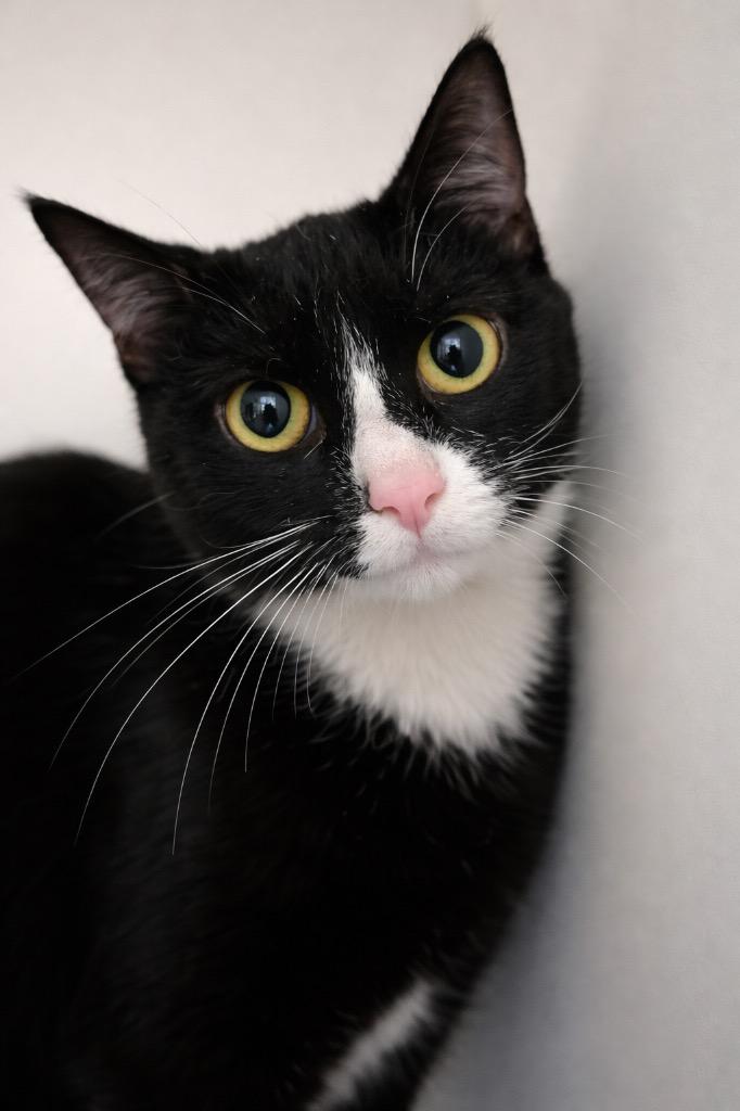 Garnet, a Adoptable mixed breed in Huntington, IN image 2/2