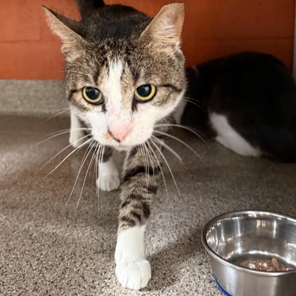 Sheldon, Adoptable, Adult Male Domestic Short Hair.