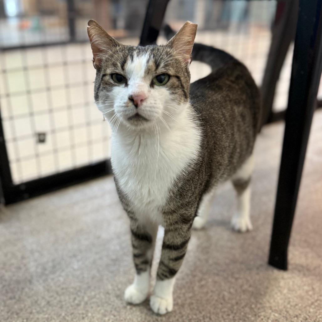 Enlarge Sheldon, a Adoptable Domestic Short Hair in Sarasota, FL image 2/5