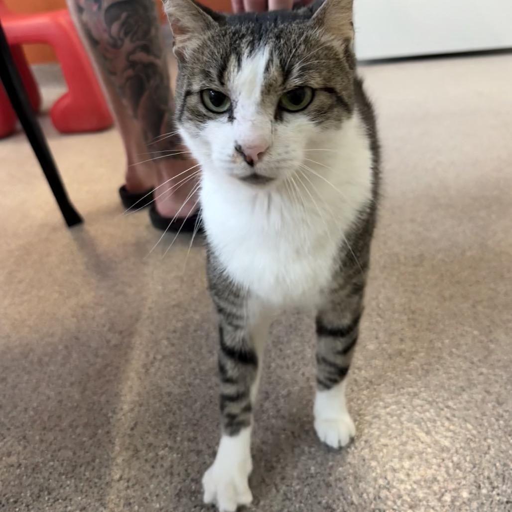 Enlarge Sheldon, a Adoptable Domestic Short Hair in Sarasota, FL image 3/5