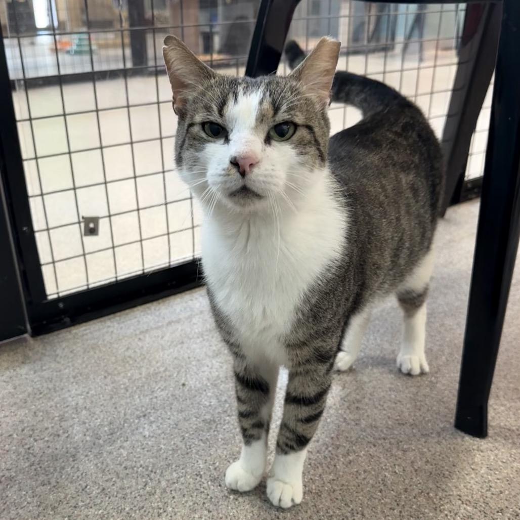 Enlarge Sheldon, a Adoptable Domestic Short Hair in Sarasota, FL image 4/5