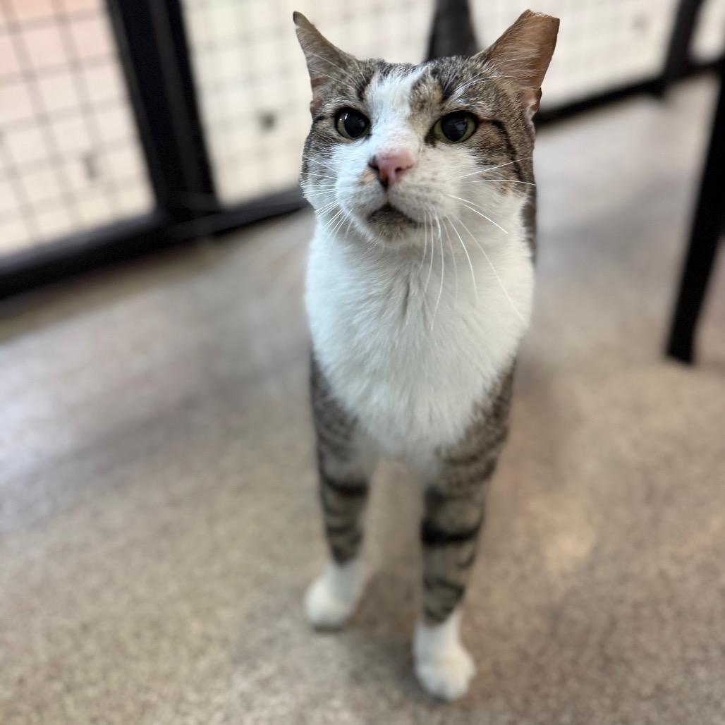 Enlarge Sheldon, a Adoptable Domestic Short Hair in Sarasota, FL image 5/5