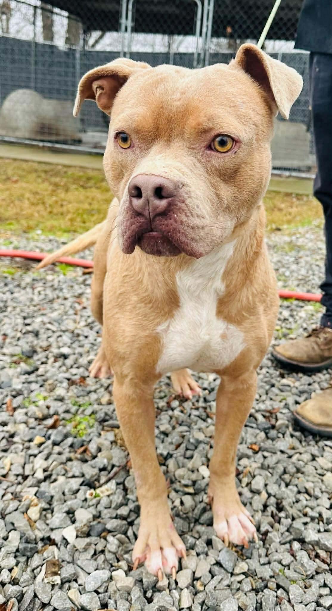 Enlarge Beetle, a Adoptable mixed breed in Westwood, NJ image 2/5