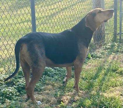 Enlarge Max, a ADOPTABLE Coonhound in Glasgow, KY image 2/2
