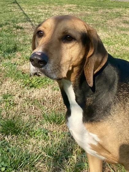 Enlarge Max, a ADOPTABLE Coonhound in Glasgow, KY image 1/2